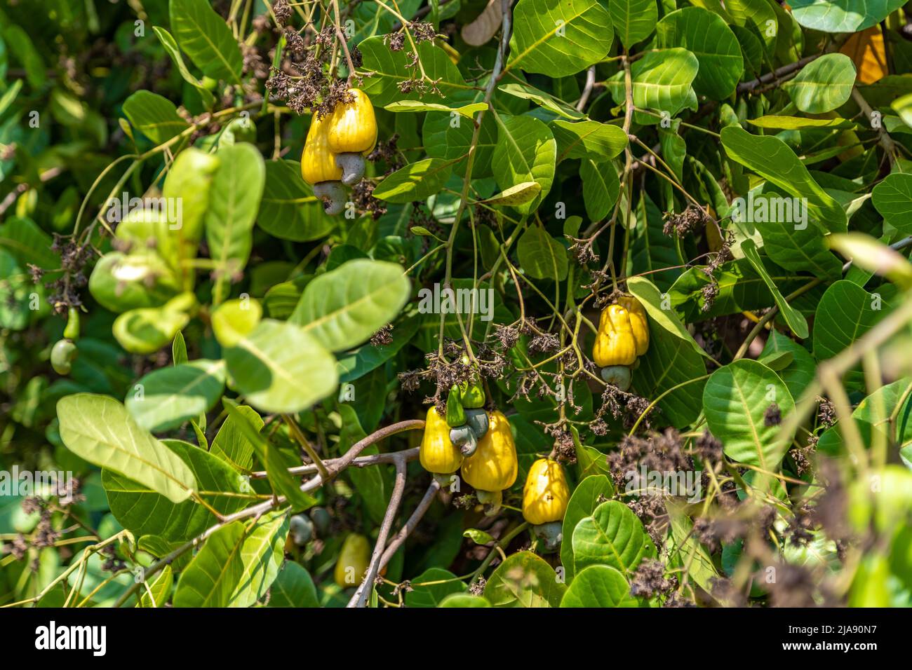 Arbre à noix de cajou noix de cajou pomme fruits Agriculture Banque D'Images