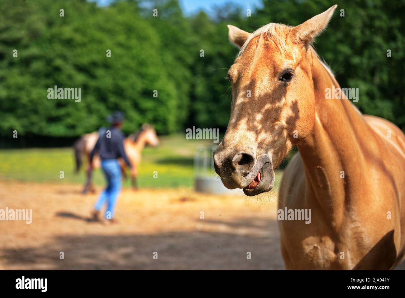 Gros plan de cheval brun sur le ranch Banque D'Images