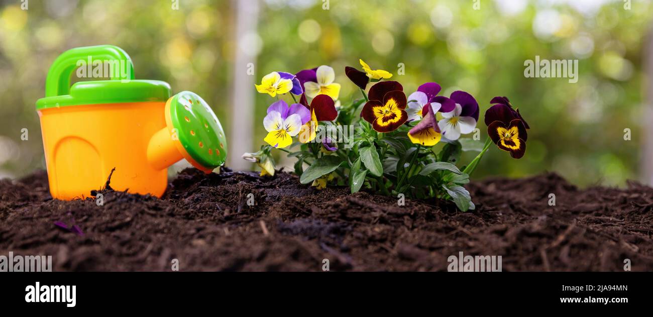 Travail de jardin, jeux pour enfants et divertissement. Enfants arrosoir et pansies fraîches fleurs dans le sol vue rapprochée. Agriculture, jardinage biologique et écologie. Banque D'Images