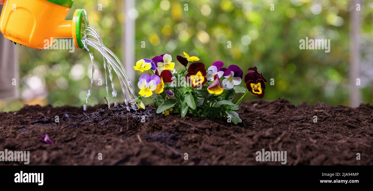 Travail de jardin, jeux pour enfants et divertissement. Les enfants peuvent arroser des pansies fraîches fleurs dans le sol vue rapprochée. Agriculture, jardinage biologique et écologie. Banque D'Images