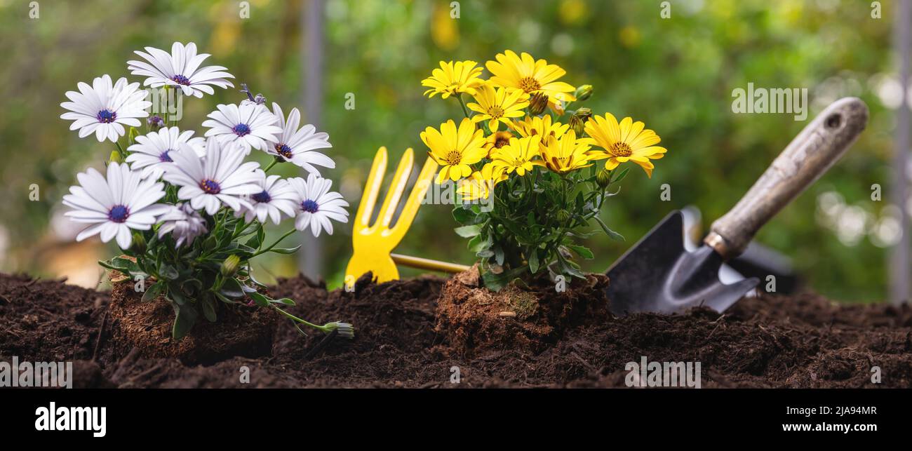 Outils de jardin et plantes florales sur sol mou, vue rapprochée. Plantation de pâquerettes fraîches de couleur jaune et blanche. Travaux d'agriculture et de jardinage printanier Banque D'Images