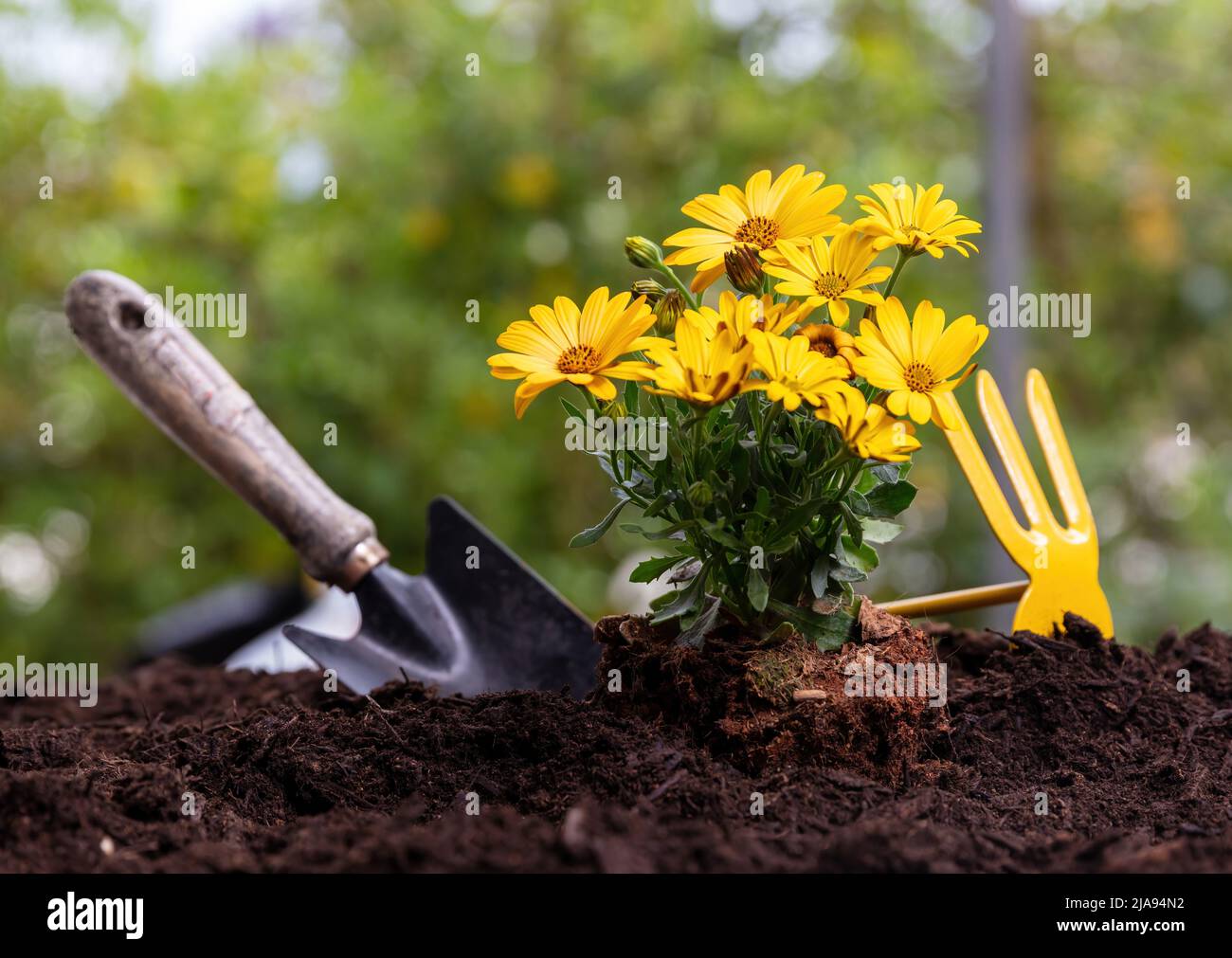 Outils de jardin et plantes florales sur sol mou, vue rapprochée. Plantation de pâquerettes jaunes fraîches. Travaux d'agriculture et de jardinage printanier Banque D'Images