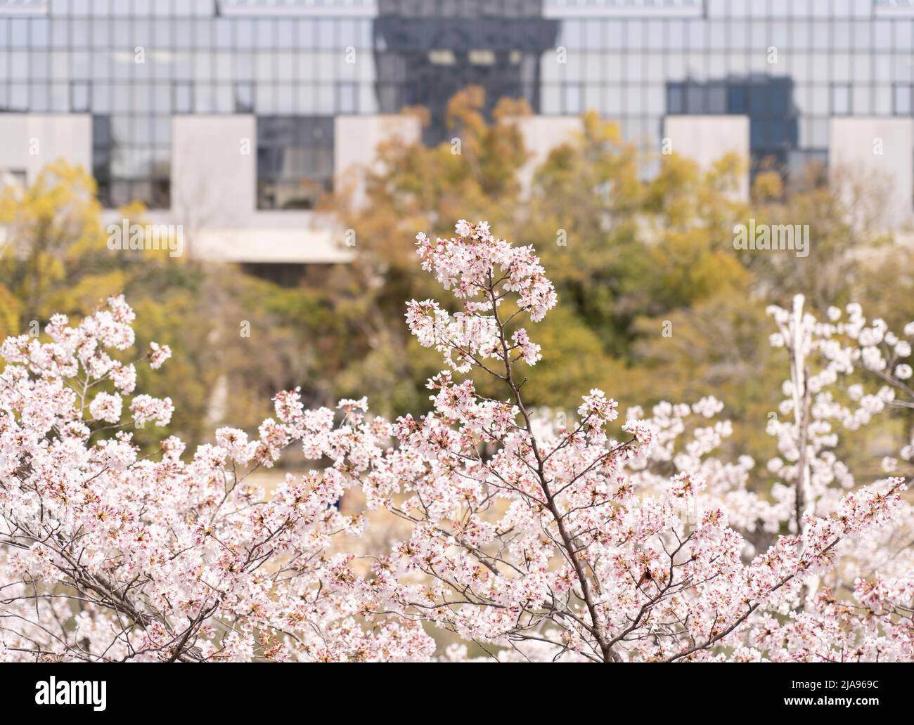 Cerisiers en fleurs et paysage urbain (école secondaire de Motomachi) Hiroshima City, Western Honshu, Japon Banque D'Images