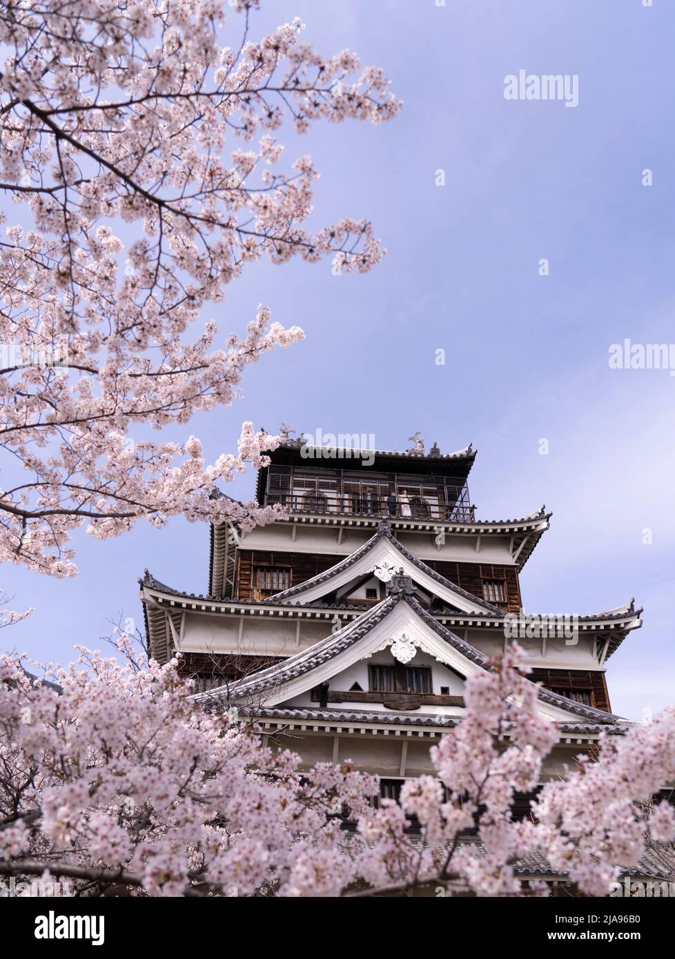 Château d'Hiroshima et cerisiers en fleurs, ville d'Hiroshima, Honshu occidental, Japon Banque D'Images