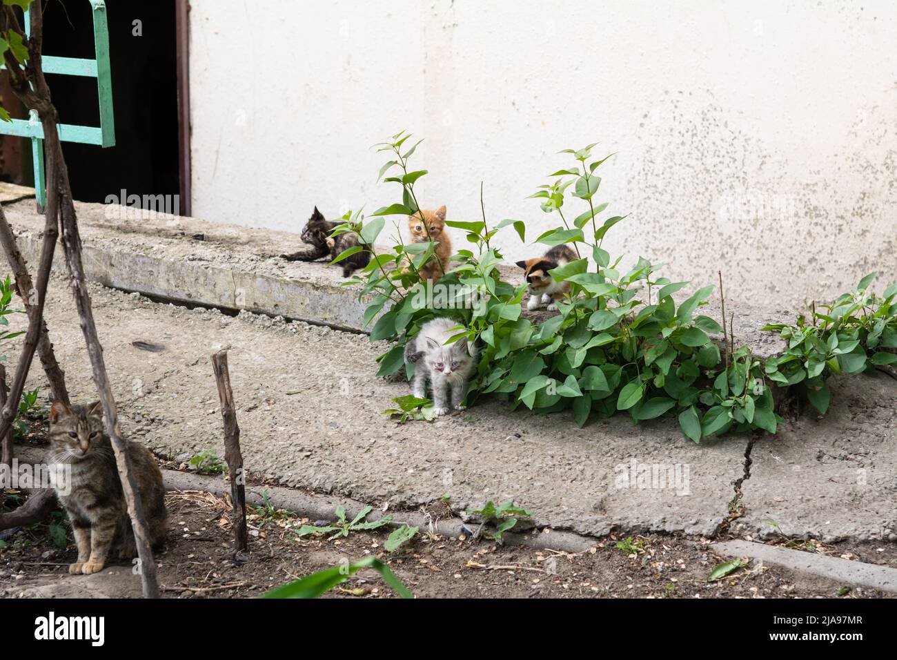 Chat de rue avec petits chatons. Quatre chatons jouent dans l'herbe, mère chat est assis à proximité. Les chats et les chatons ont une maladie oculaire. Banque D'Images