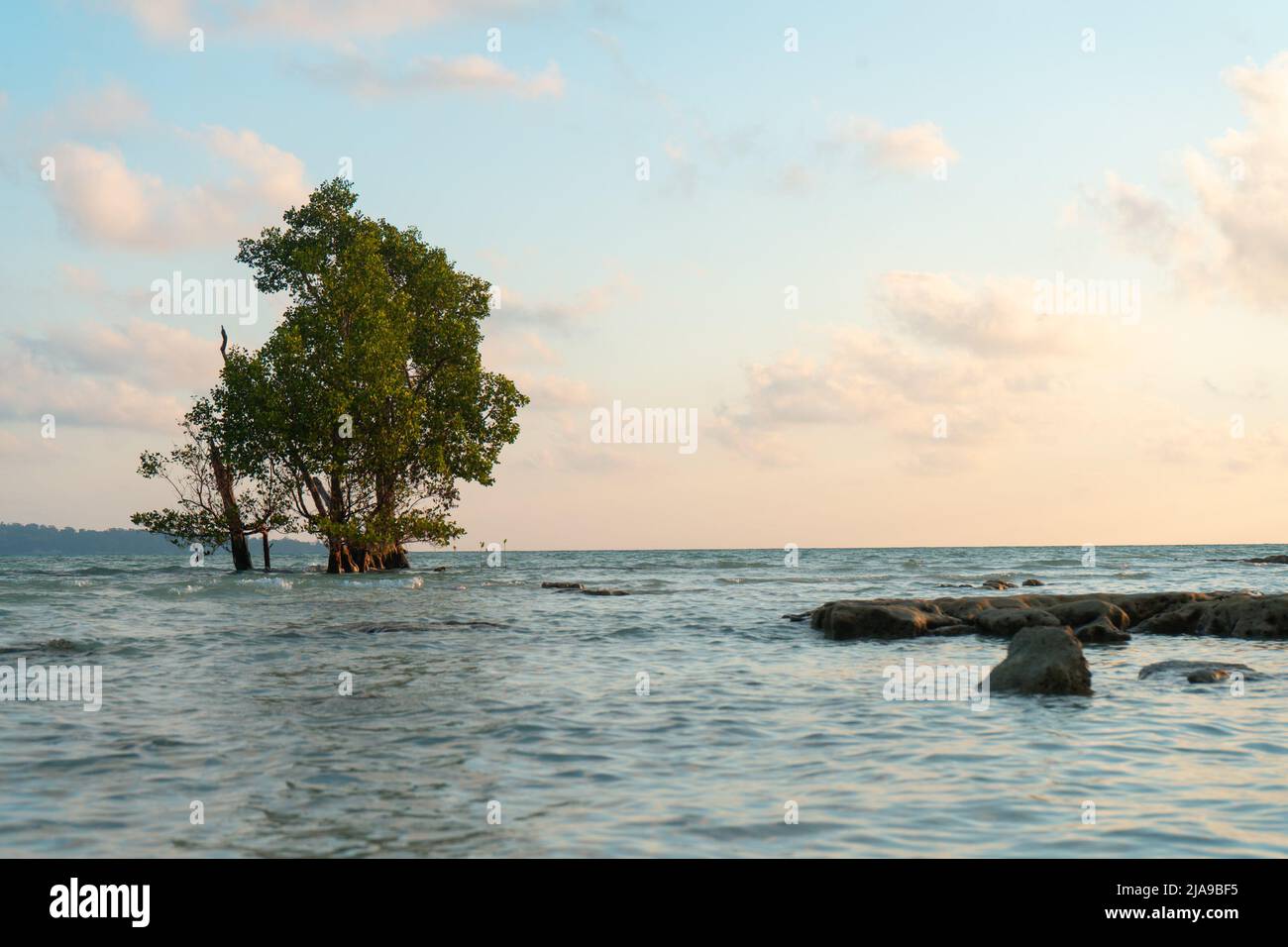 prise de vue au lever du soleil au crépuscule montrant un mangrove solitaire au milieu de l'océan sur une plage et les couleurs or rouges de la prise de vue à l'aube à havelock swaraj dweep Banque D'Images