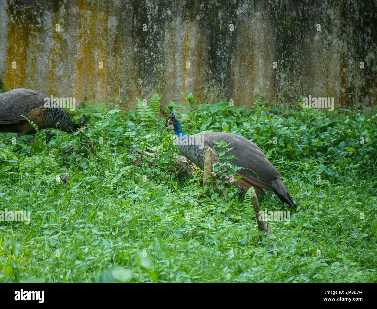 Peahen errant dans le parc des buissons verts Banque D'Images
