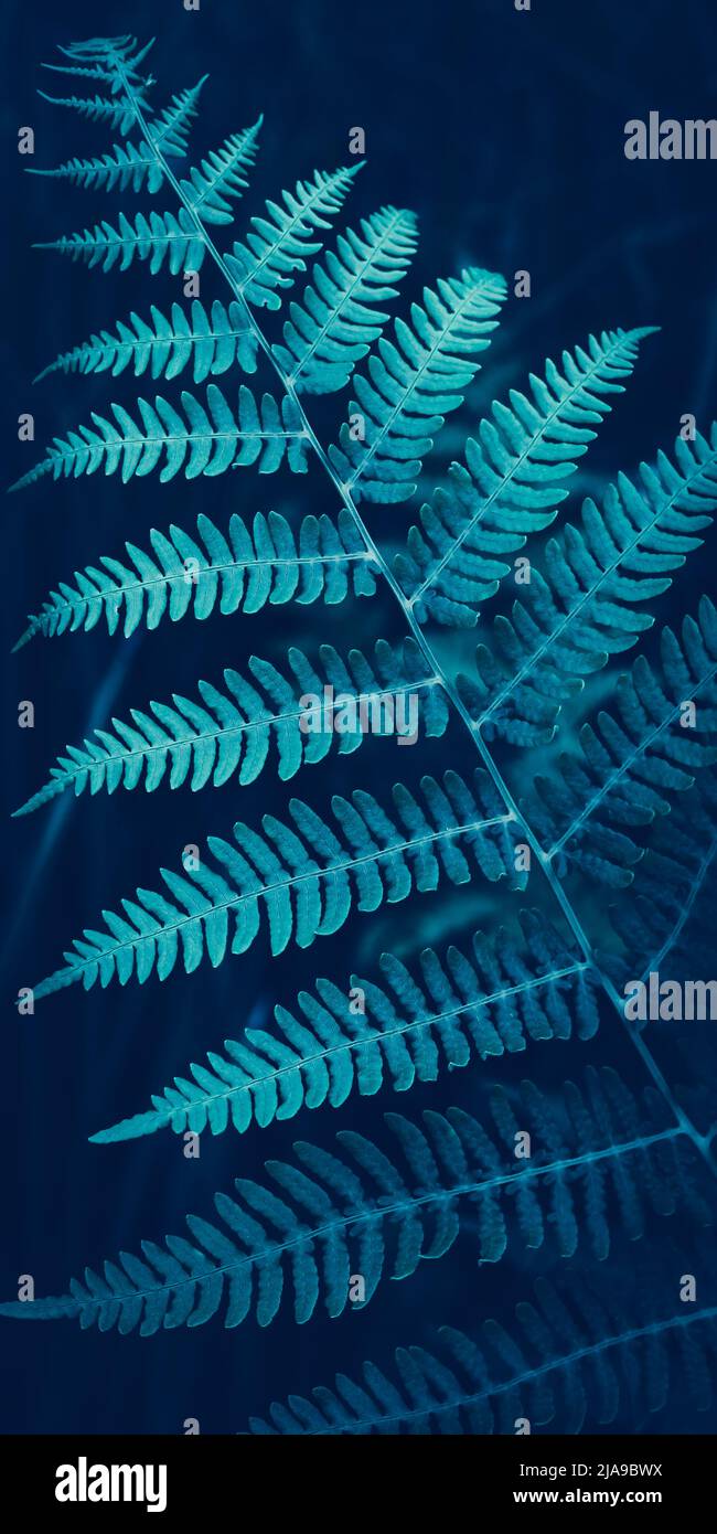 Fond d'écran créatif pour téléphone mobile. Texture des feuilles de fougères bleu foncé, plantes dans le paysage de la nature, forêt. Feuillage tropical frais. Motif naturel, dos Banque D'Images