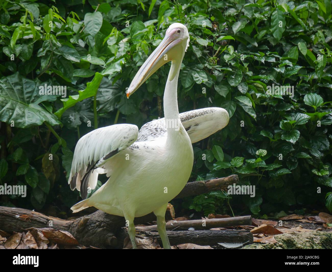 Pelican, les grands oiseaux d'eau ouvrent leurs ailes Banque D'Images Pelican, les grands oiseaux d'eau ouvrent leurs ailes Banque D'Images