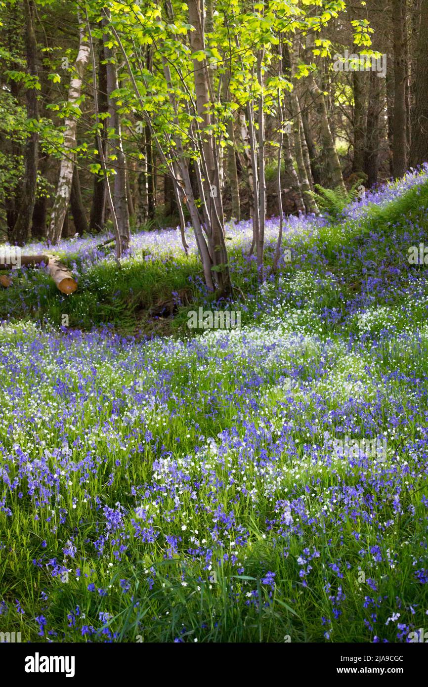 Un bois de hêtre rempli de bleu vif bluebell fleurit au printemps à Northumberland, dans le nord-est de l'Angleterre Banque D'Images
