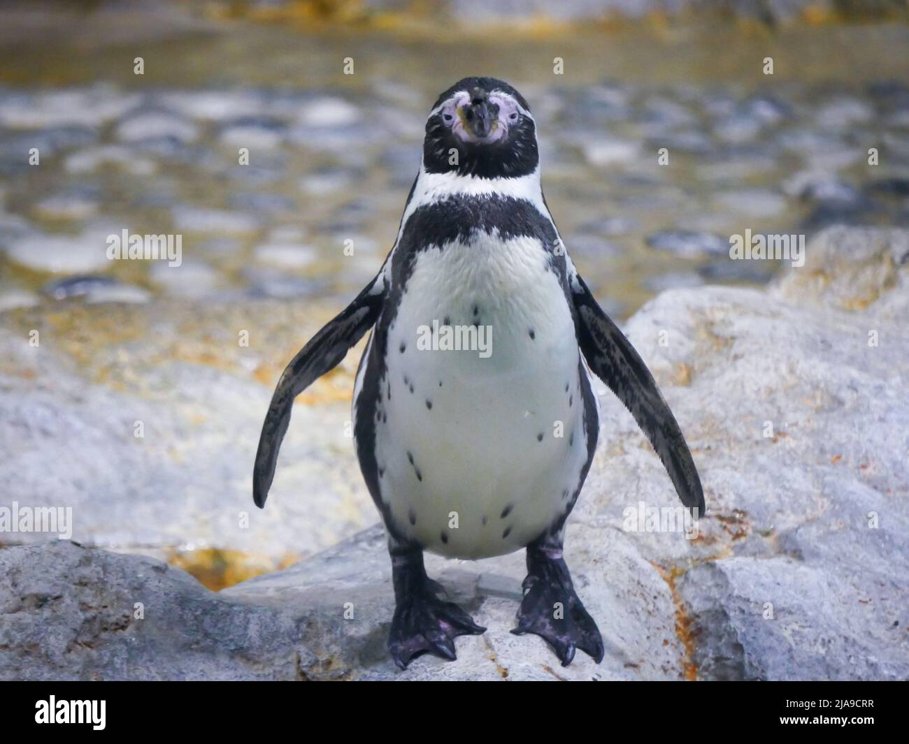 Le pingouin Humboldt (Spheniscus humboldti) est un pingouin de taille moyenne et plus proche par rapport aux pingouins africains qui errent dans les rochers de montagne Banque D'Images