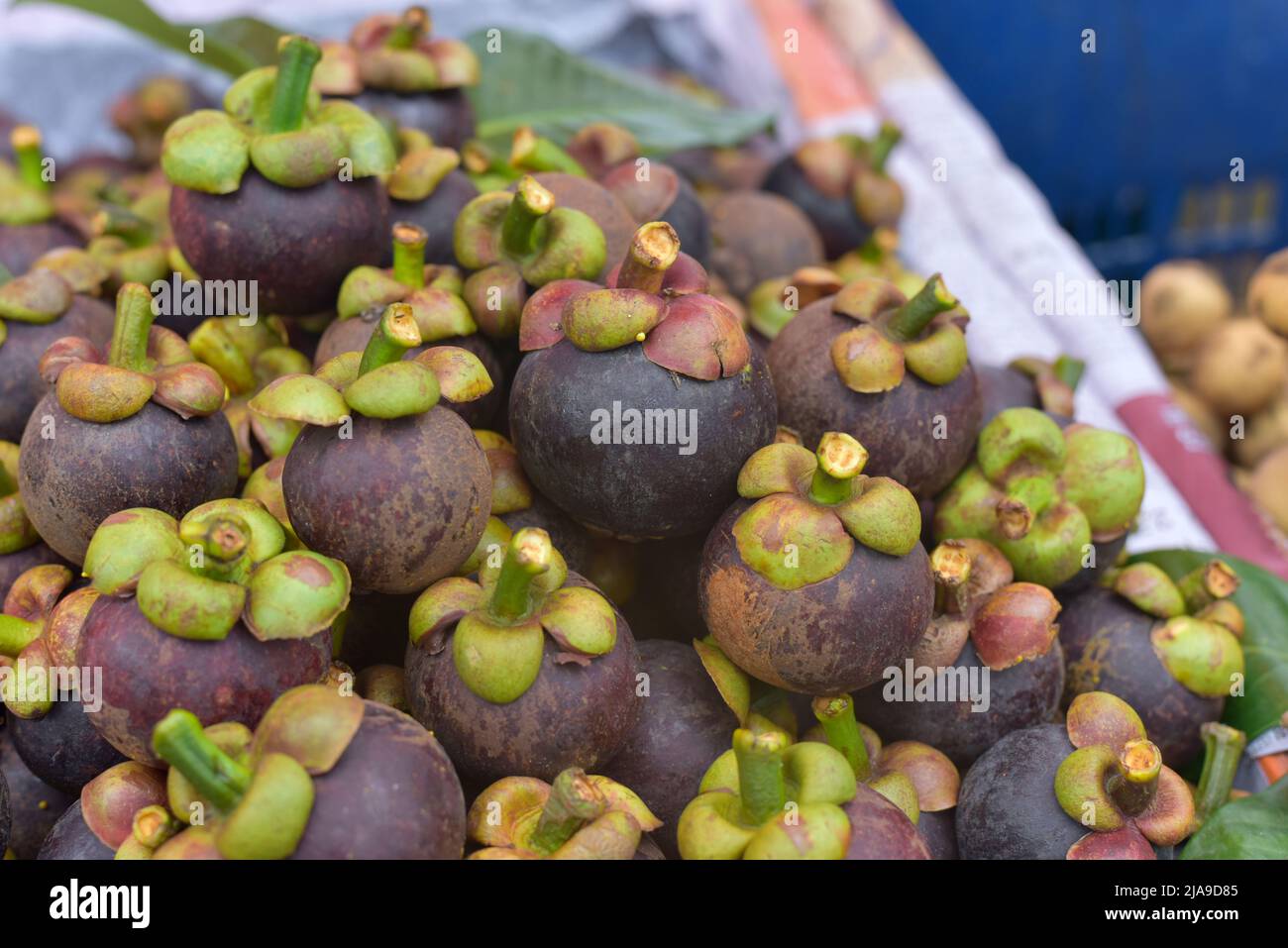 Fruits de mangousteen frais mûrs à vendre dans un supermarché et un marché en Thaïlande, reine de fruits, mangousteen est un fruit à la chair blanche, doux et déli Banque D'Images