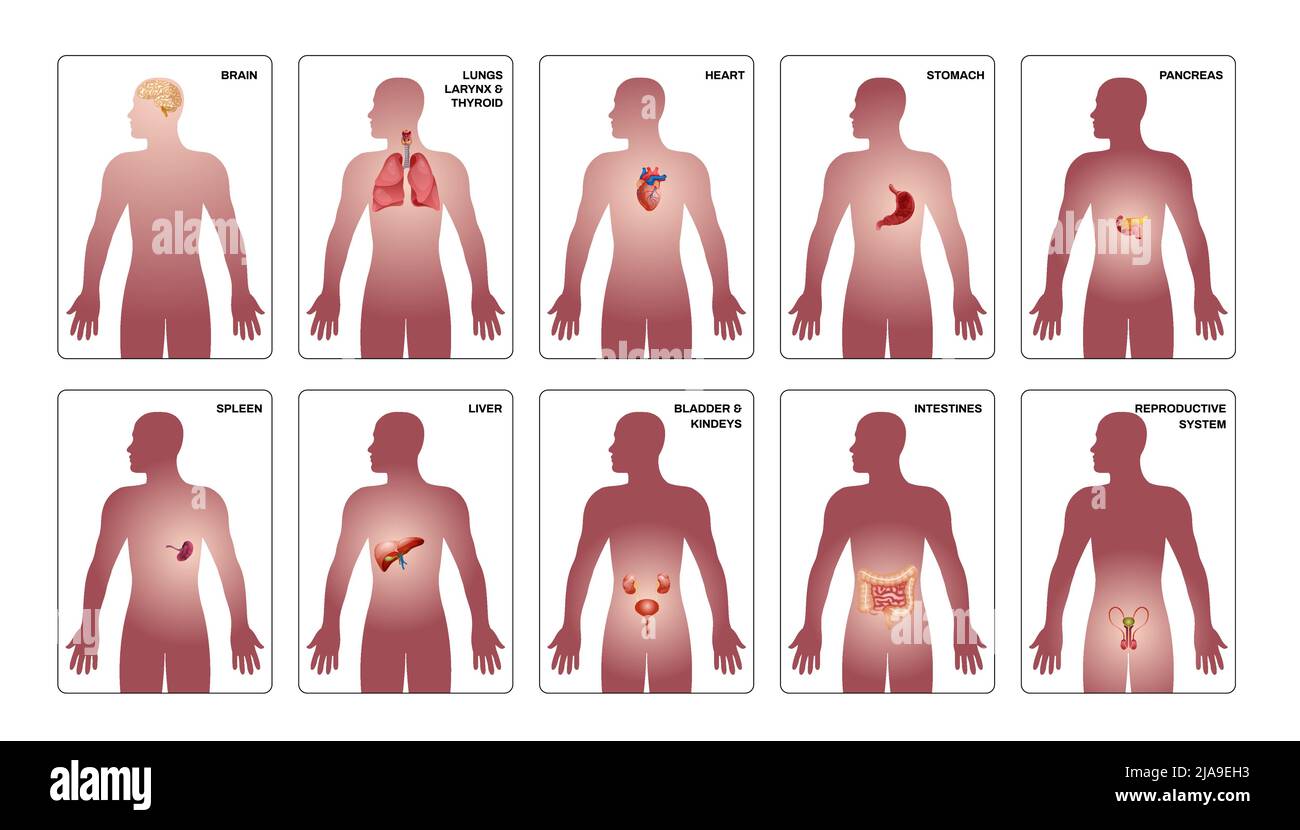 Composition verticale interne des organes humains avec coeur estomac cerveau pancréas et autres organes dans l'illustration du vecteur du corps humain Illustration de Vecteur