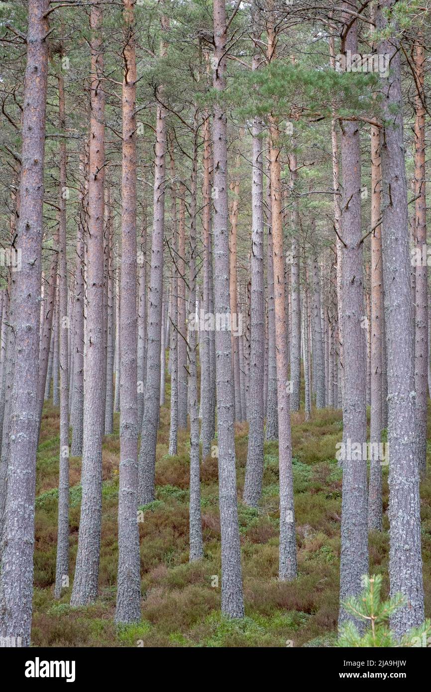 La forêt de Glenmore, près d'Aviemore, parc national de Cairngorm, Écosse Banque D'Images