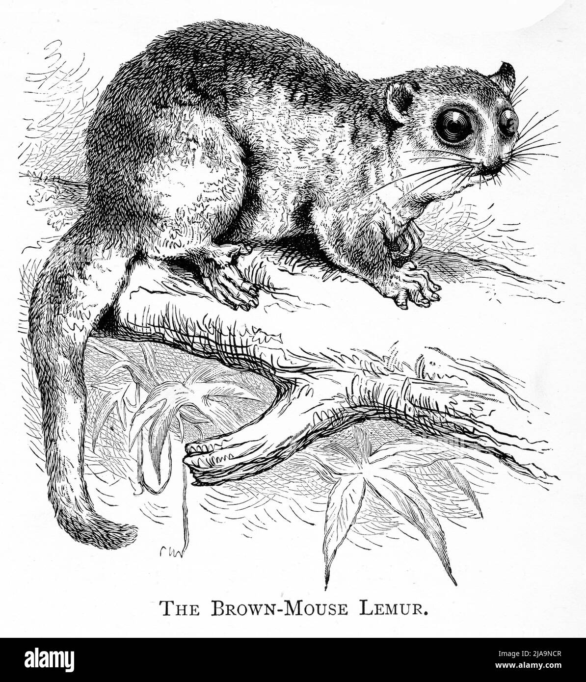 Gravure d'un lémurien brun de souris (Microcebus rufus) un petit primate de Madagascar Banque D'Images