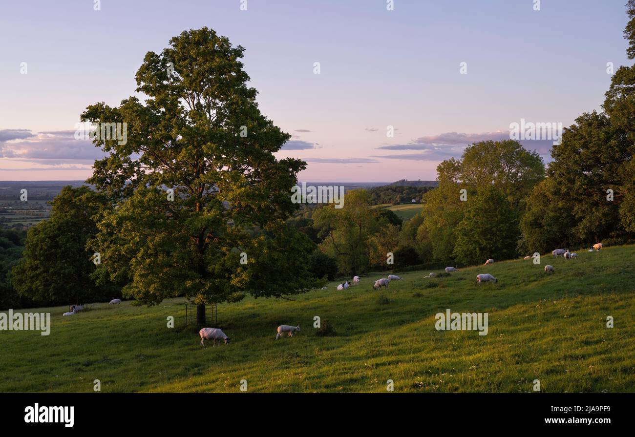 Paysage du nord du Cotswold avec des moutons et des agneaux près de Chipping Campden, Angleterre. Banque D'Images