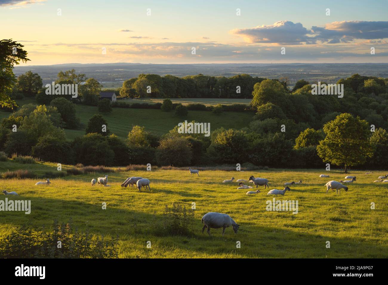Paysage du nord du Cotswold avec des moutons et des agneaux près de Chipping Campden, Angleterre. Banque D'Images