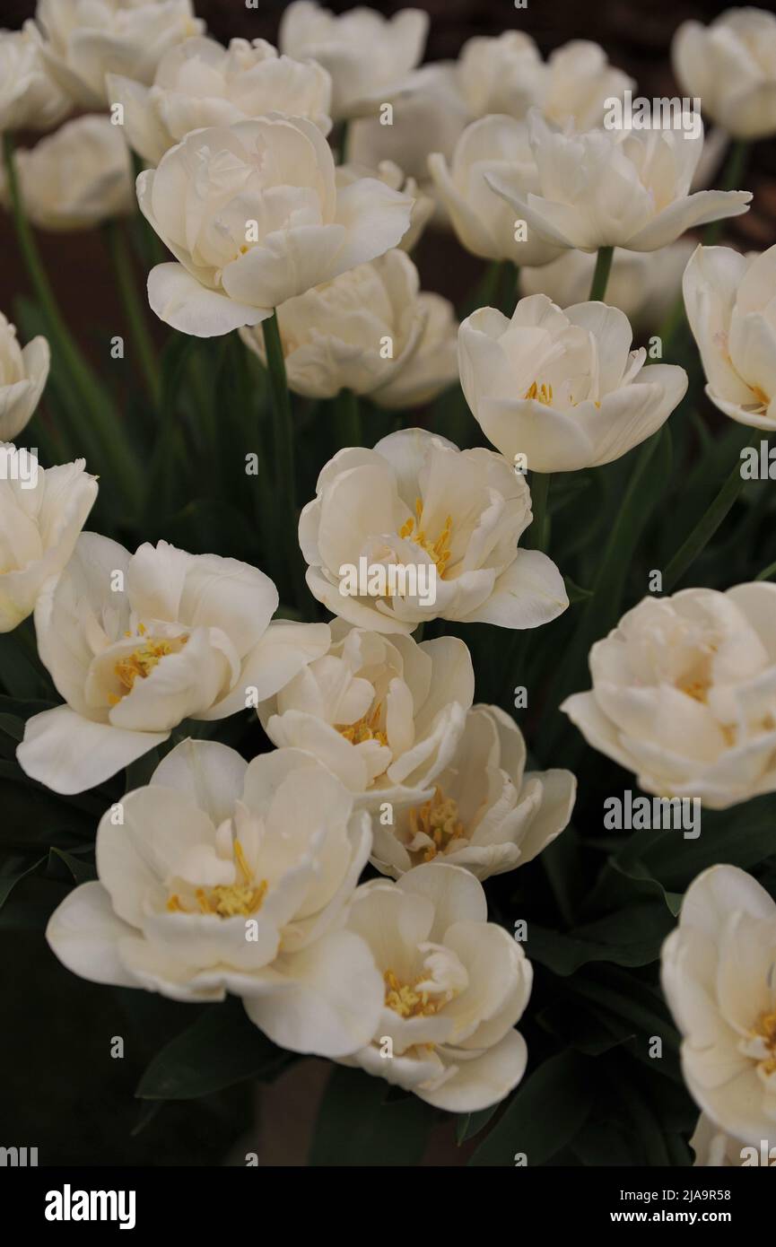 Un bouquet de tulipes blanches doubles tardives (Tulipa) Mont Tacoma lors d'une exposition en mai Banque D'Images