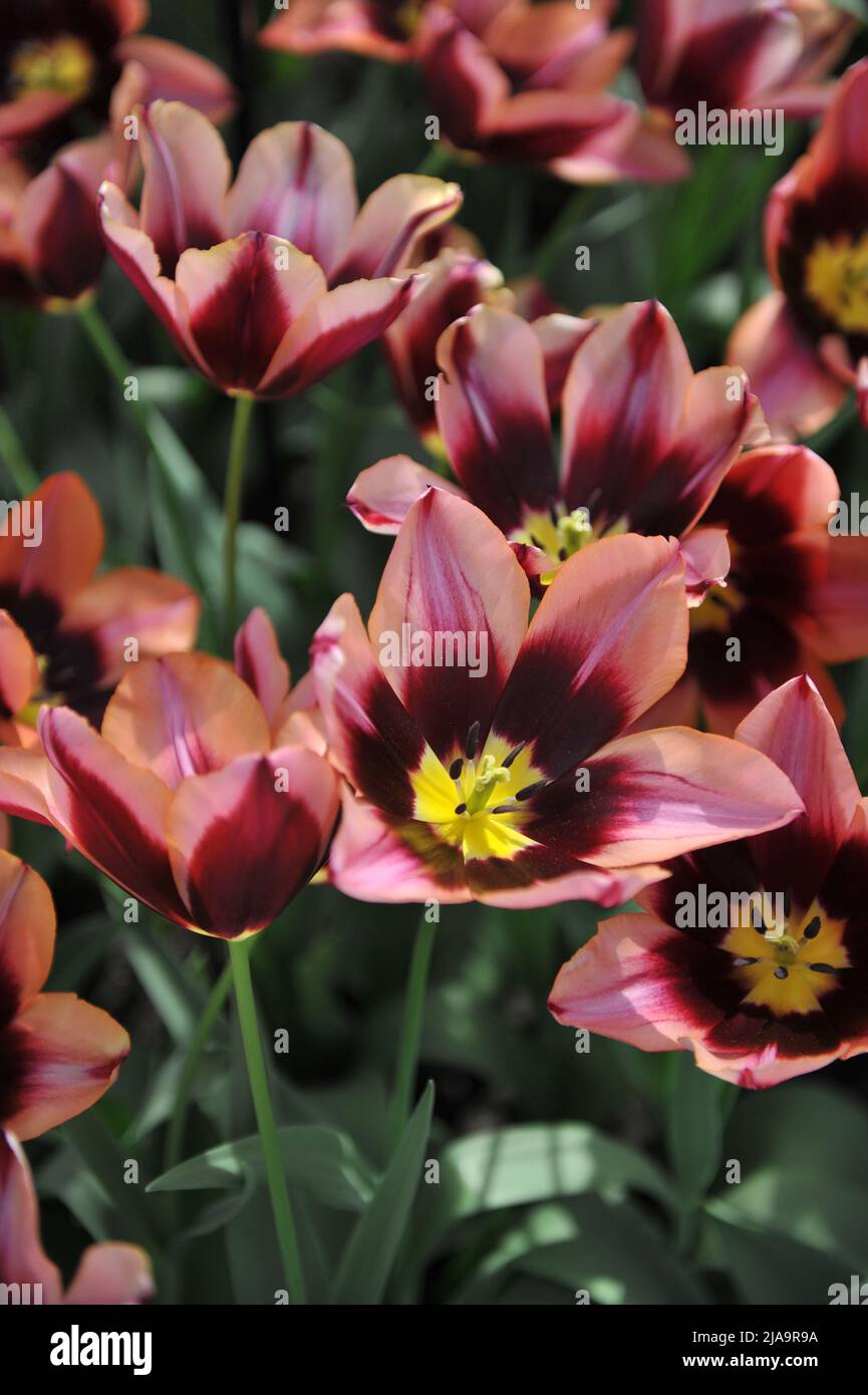 Rose-orange à base de violet foncé tulipes de Triumph (Tulipa) Muvota fleurit dans un jardin en avril Banque D'Images