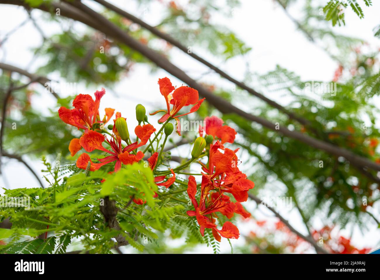 beauté fleur phoenix composition horizontale Banque D'Images