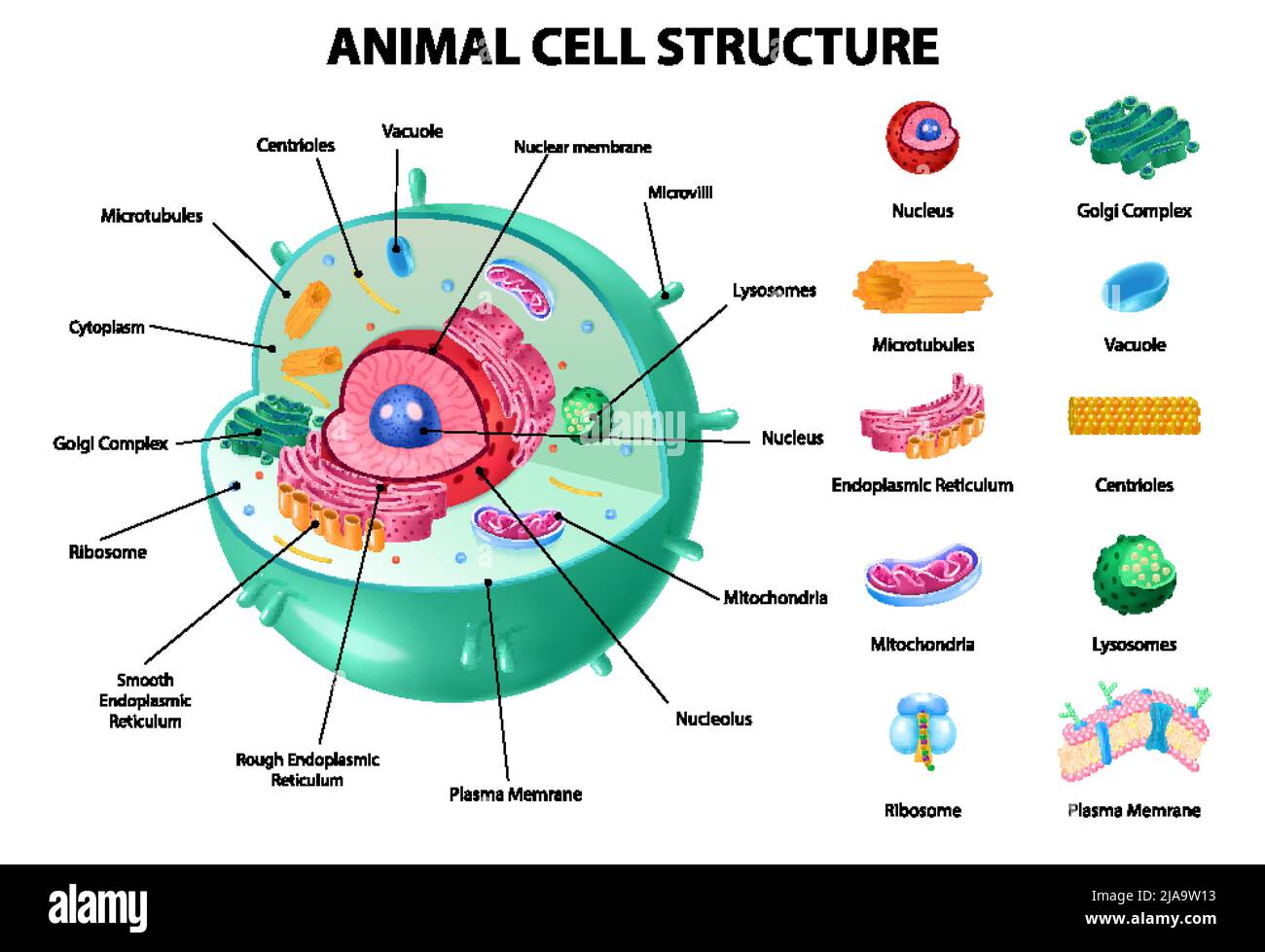 diagramme de cellules animales 9e année