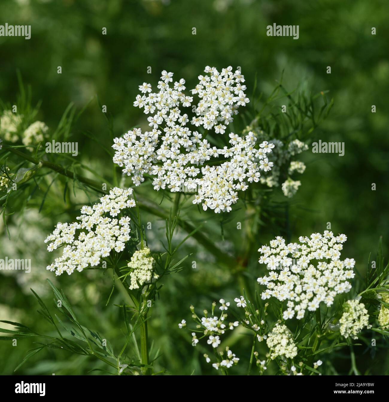 Anis, Pimpinella anisum, ist eine Heil- und Gewuerzpflanze die auch in der Medizin verwendet wird. L'anis, Pimpinella anisum, est un médicament et épicé Banque D'Images