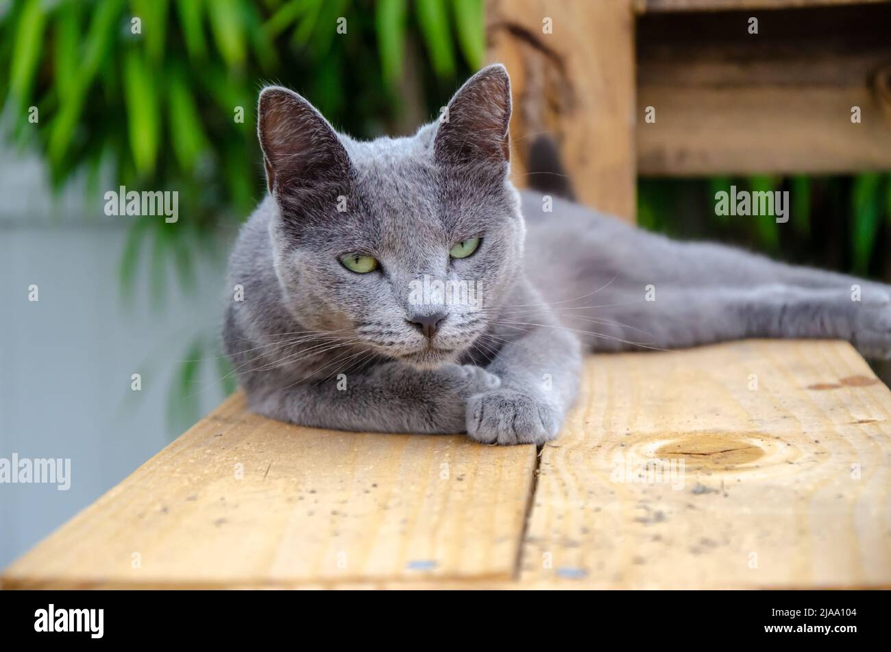 Russe Blue Grey Cat extérieur Sleepy / Judgy / non amusé, plate-forme en bois, jour à l'extérieur Banque D'Images