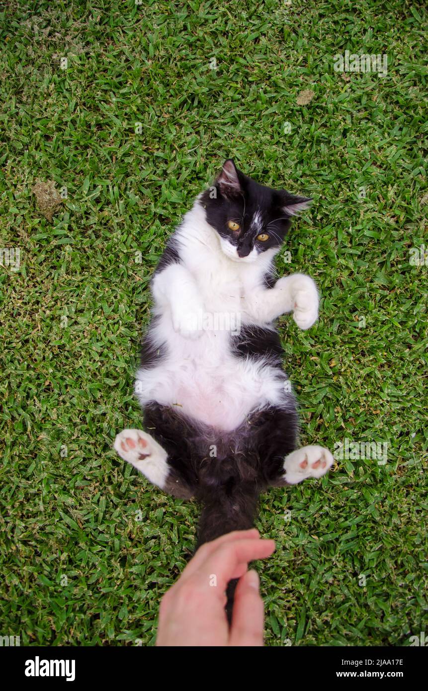 Noir et blanc Batman petit chat / chaton allongé sur l'herbe, vue en grand angle, regarder vers le bas, ventre de chat, un chat, extérieur, extérieur, jour Banque D'Images