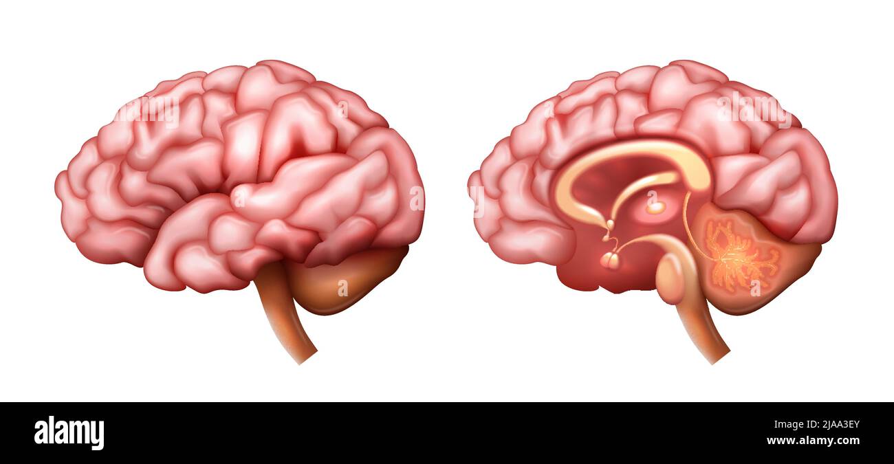 Structure anatomique réaliste du cerveau avec illustration de vecteur isolé de structure interne et externe Illustration de Vecteur