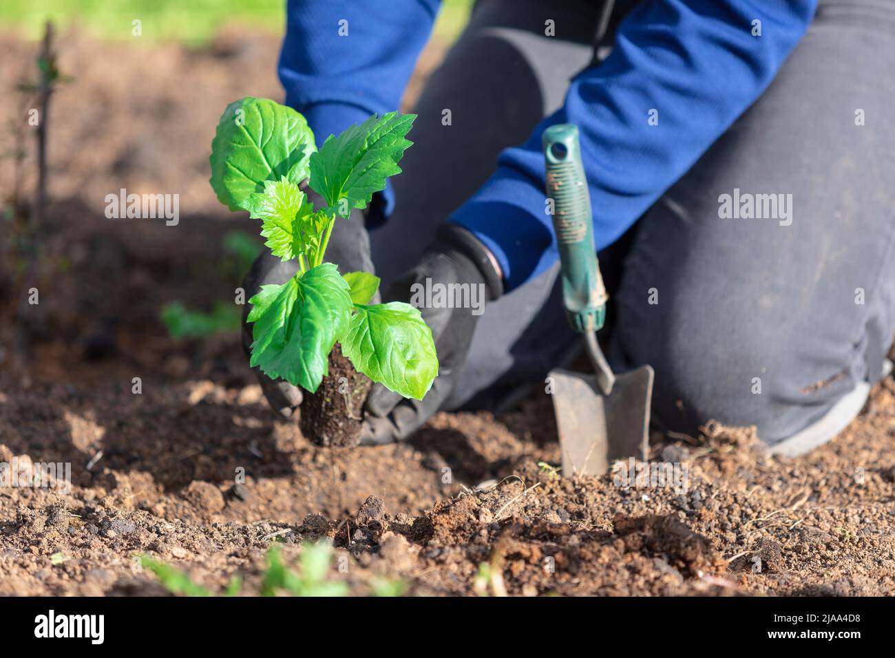 Gros plan des mains du jardinier avec un petit bouquet de fleurs d'aster Banque D'Images