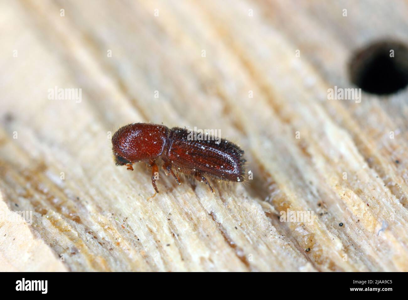 Ambrosia coléoptère, Xyleborus monographus sur bois.Agrandissement macro élevé. Banque D'Images