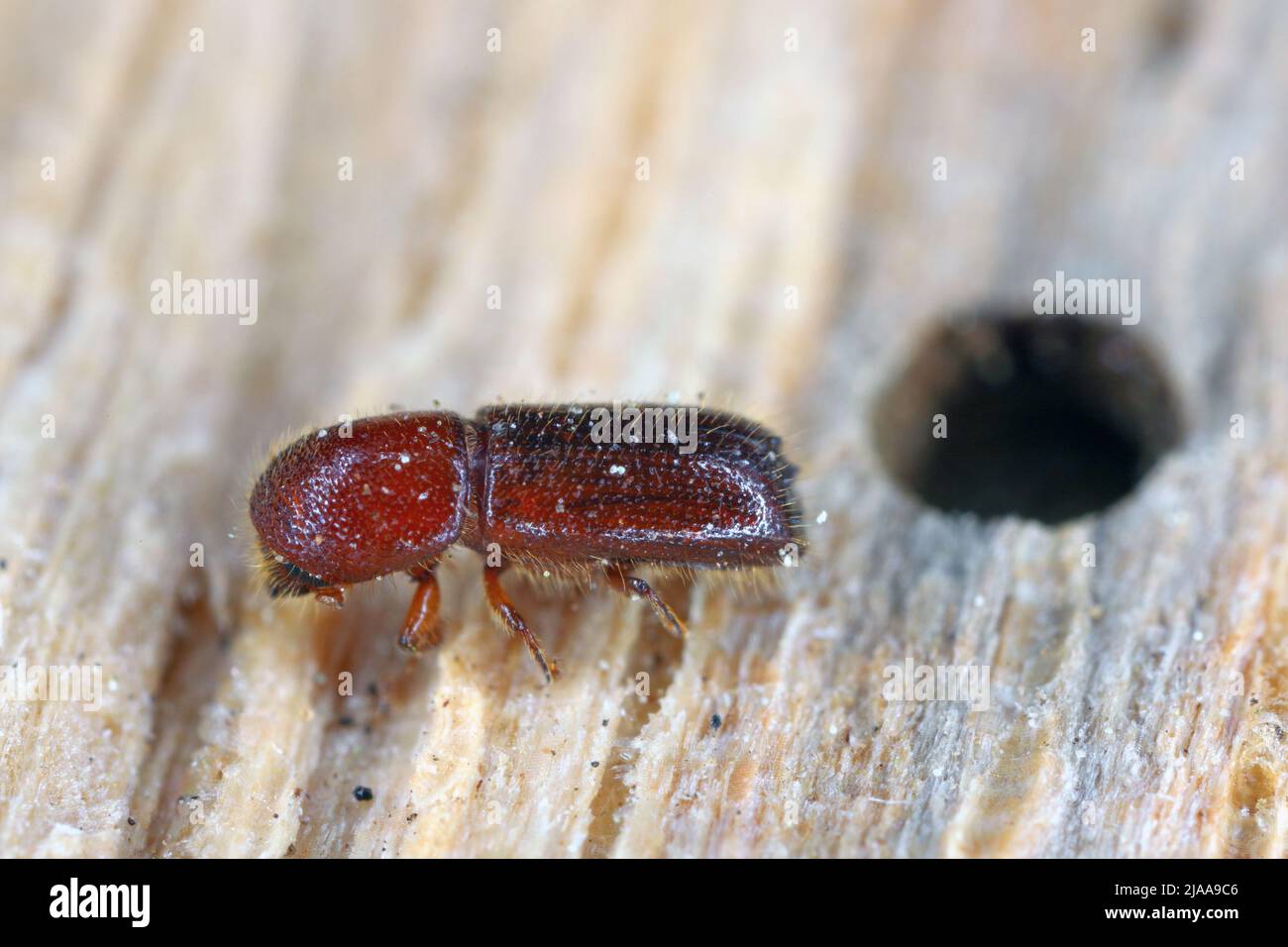 Ambrosia coléoptère, Xyleborus monographus sur bois.Agrandissement macro élevé. Banque D'Images
