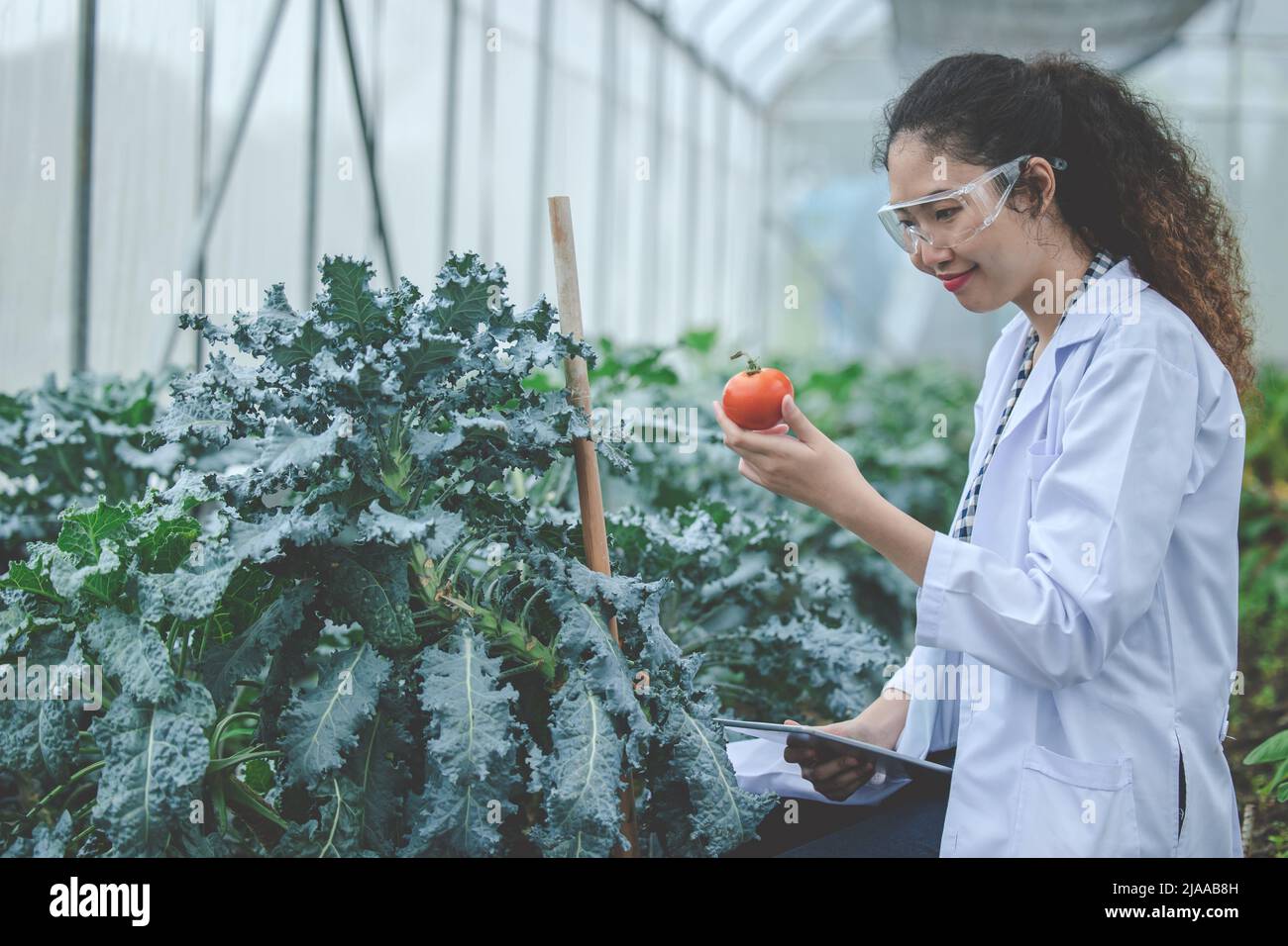Agriculture concept de recherche et de développement technologique en sciences végétales. Banque D'Images