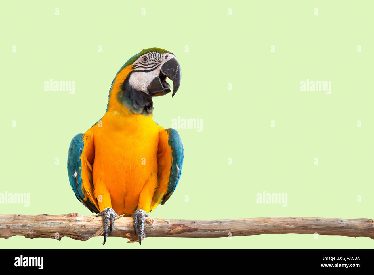 perroquet de macaw oiseau sourire capture sur branche d'arbre de bois animal coloré isolé avec le chemin d'écrêtage Banque D'Images
