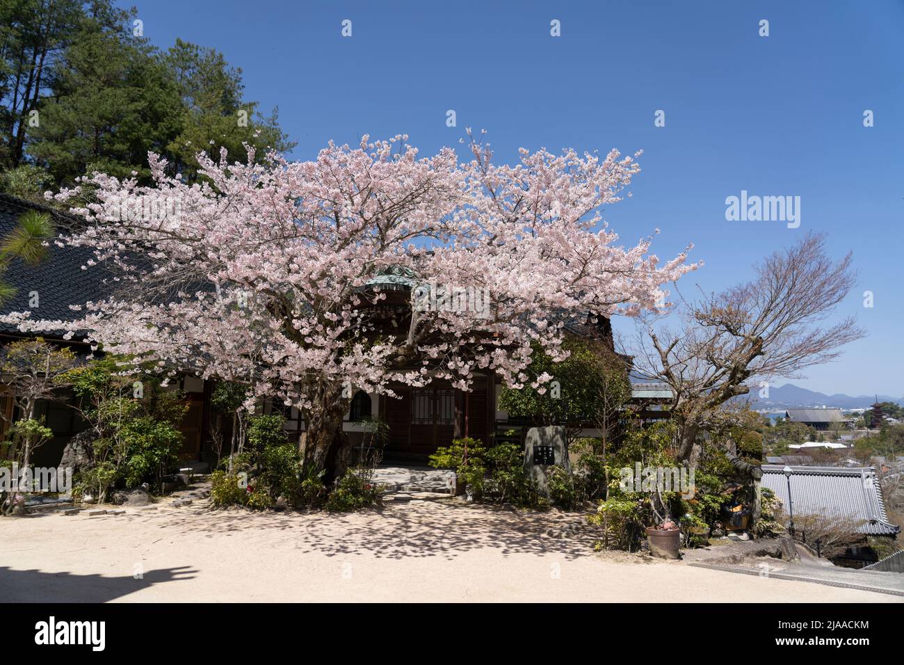 Floraison de cerisiers au temple bouddhiste de Daishoin 大聖院, île Miyajima alias Itsukushima, baie d'Hiroshima, Honshu occidental, Japon Banque D'Images