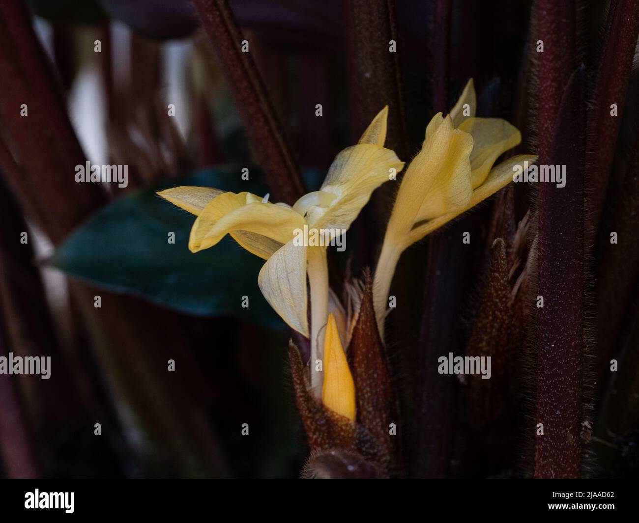 Les fleurs jaune pâle d'un Calathea caché bas parmi le feuillage plus osé Banque D'Images