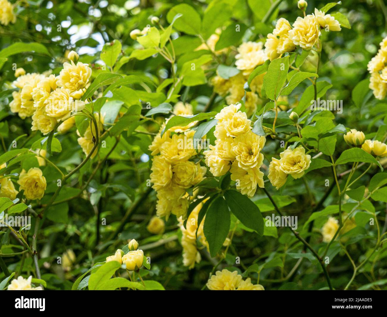 Les petits amas de fleurs doubles de Rosa banksiae 'Lutea', jaune vif et propre Banque D'Images