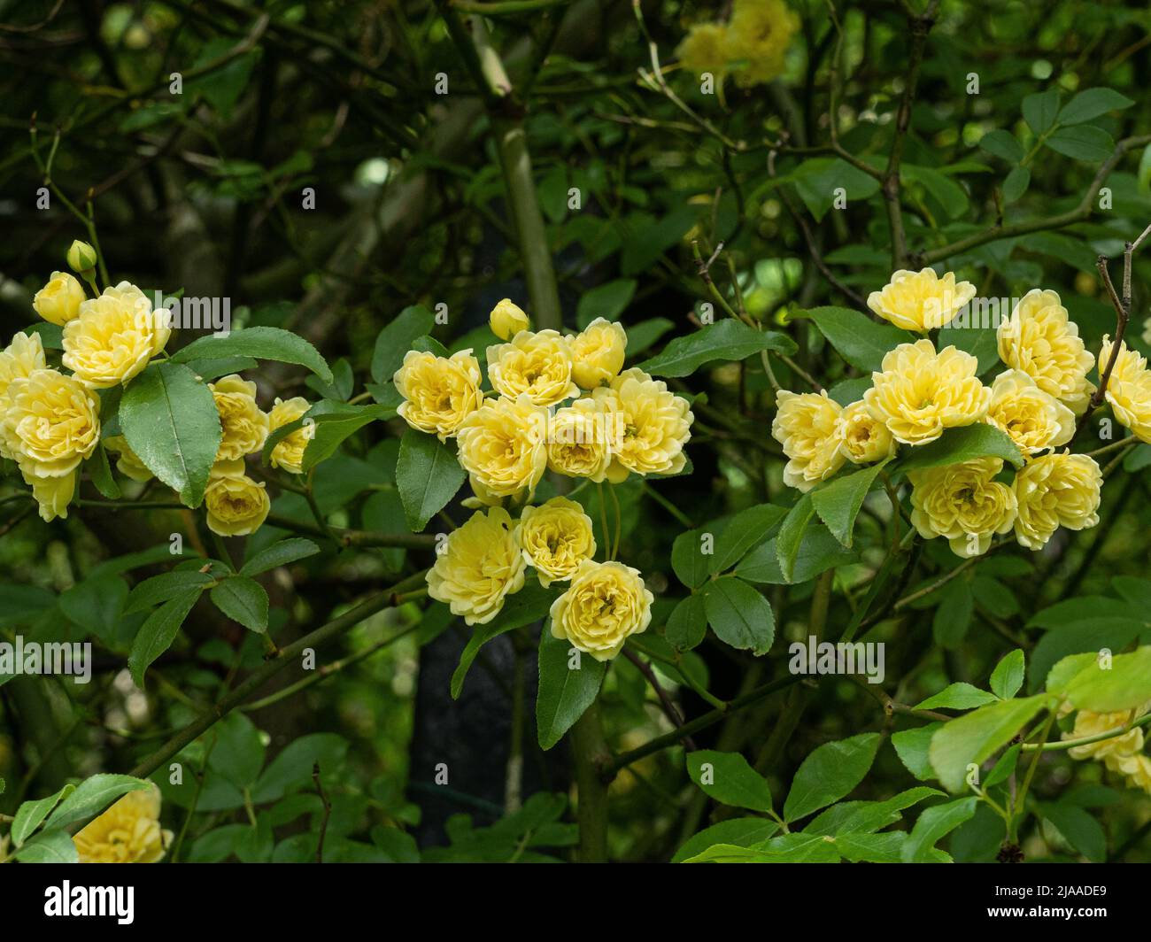 Les petits amas de fleurs doubles de Rosa banksiae 'Lutea', jaune vif et propre Banque D'Images