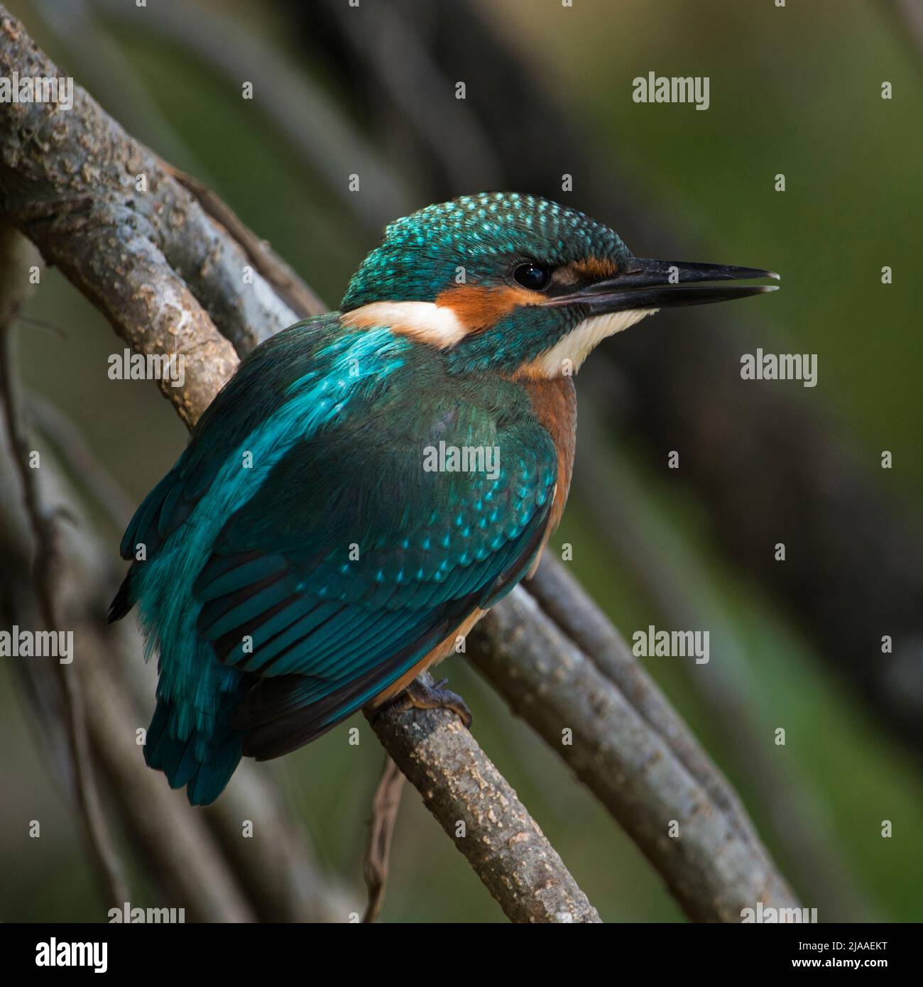 Kingfisher commun / Eisvogel ( Alcedo atthis ), jeune nageant, à part entière, perché dans un cadre naturel de racines d'arbre dans un petit coin de lumière pour hun Banque D'Images