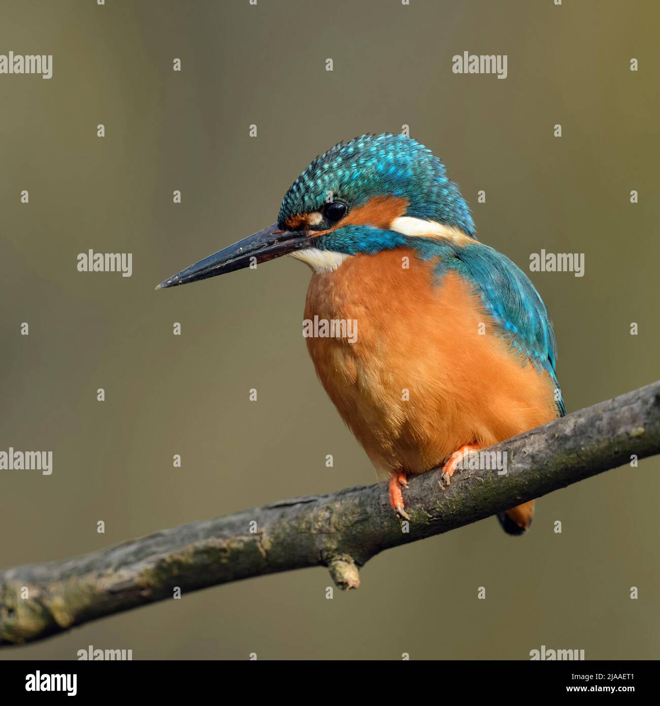 Kingfisher commun / Optimize ( Alcedo atthis ), homme oiseau avec la saleté / boue / masse sur son bec après avoir creusé son terrier de nidification, de la faune, de l'Europe. Banque D'Images