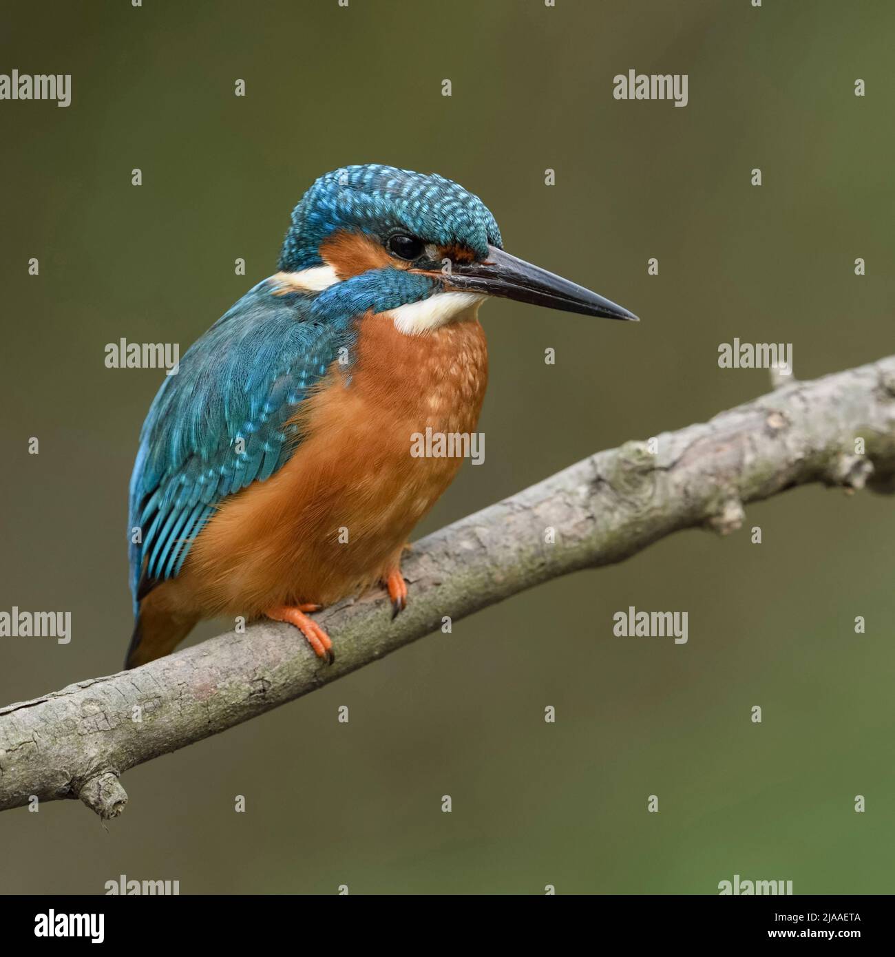 Kingfisher commun / Optimize ( Alcedo atthis ), homme au printemps, perché sur une branche au-dessus de la rivière, le close-up détaillé, de la faune, de l'Europe. Banque D'Images