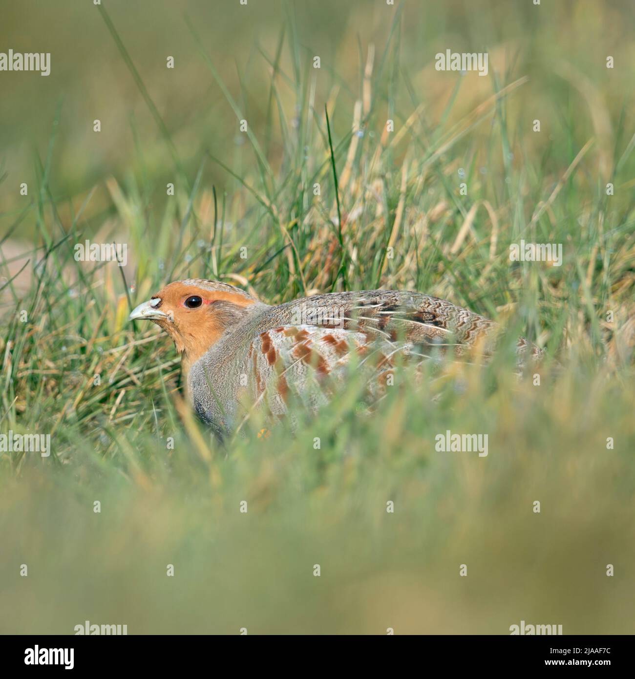 La Perdrix grise / Rebhuhn ( Perdix perdix ), assis, se cachant dans un pré, oiseau rare de champs ouverts et de terres agricoles, threatend par intensive, wildli Banque D'Images