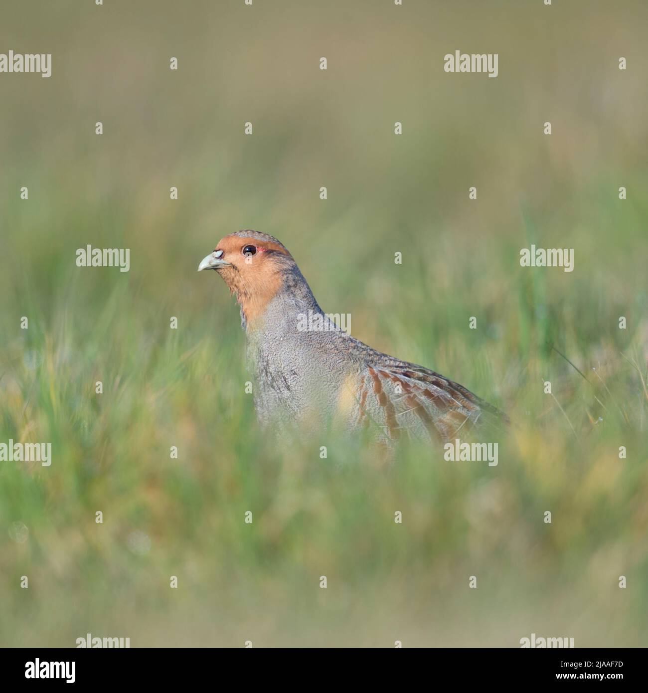 La Perdrix grise / Rebhuhn ( Perdix perdix ), la marche, se faufiler à travers un pré, regardant attentivement, menacée d'élevage au sol, de la faune Oiseaux rond Banque D'Images