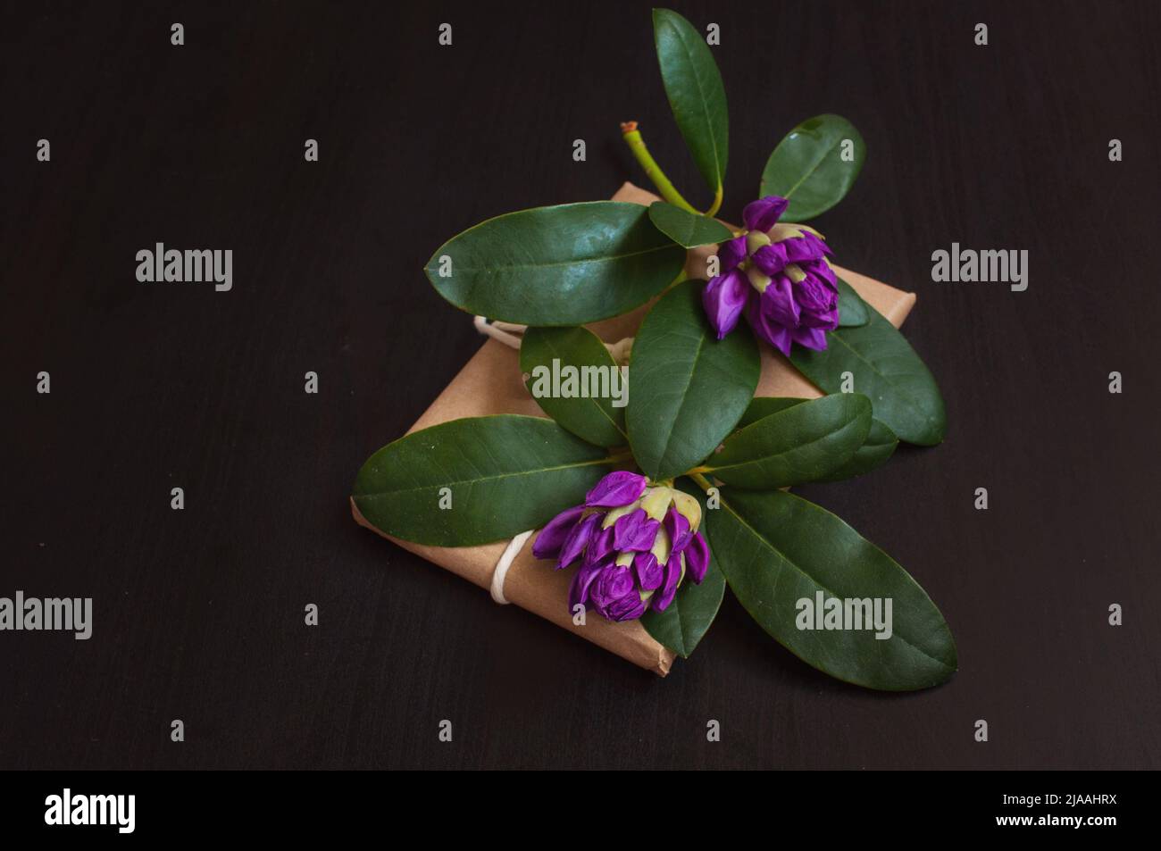 Fleurs azalées violettes avec cadeau en emballage artisanal sur fond noir en bois. Banque D'Images