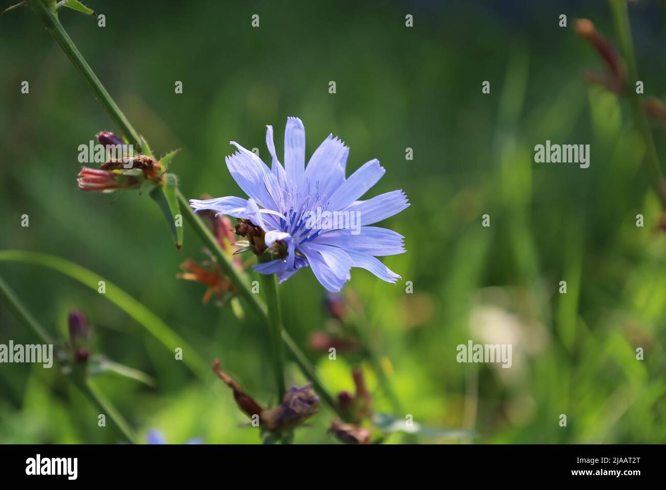 Fleur pourpre de chicorée commune. Floraison de Cichorium intybus de la famille des Asteraceae. Marins bleus, chicorée, mauvaise herbe de café ou de succession. Herbacé Banque D'Images