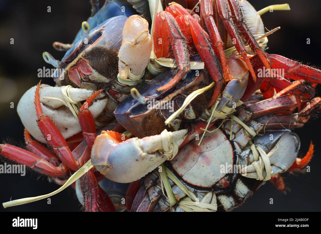 Lot de crabe comestible sans mithless, Cardisoma crassus en vente sur la côte Pacifique du Guatemala Banque D'Images