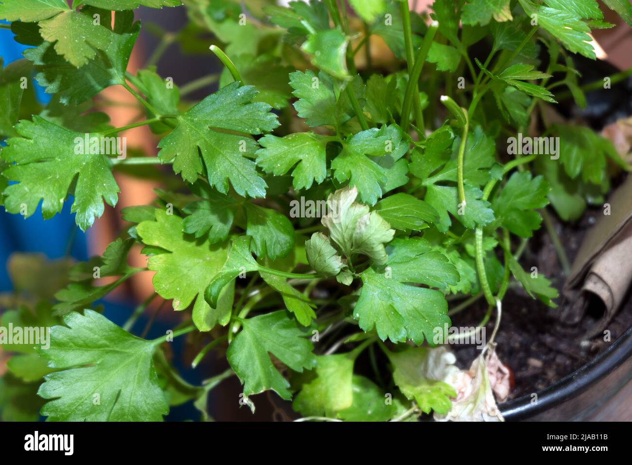 Herbes de cuisine: Persil, Petroselinum crispum, dans un pot de fleurs Banque D'Images