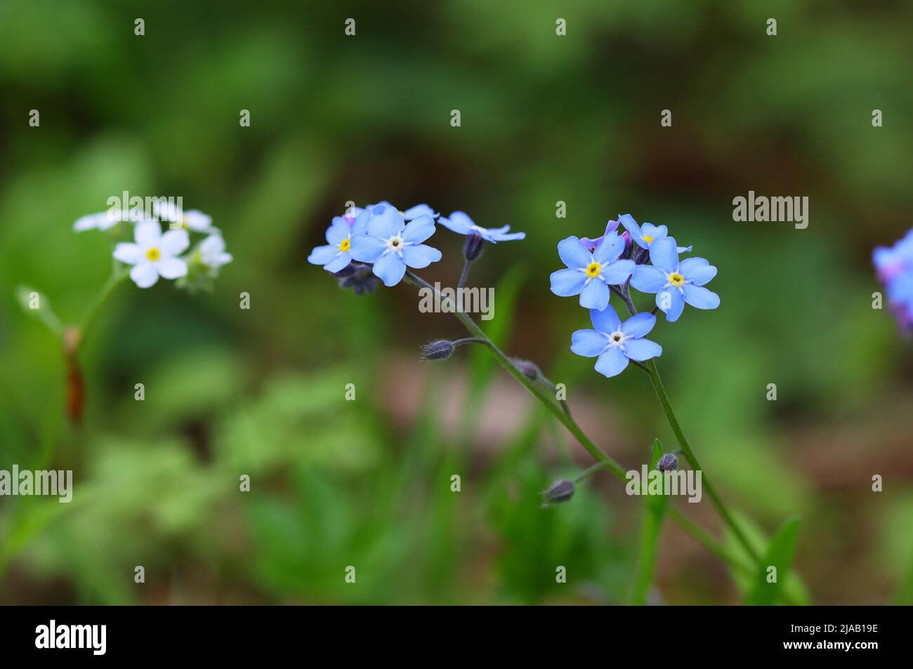 Macro image de Forget Me Not (Myosatis) dans Woodland, Comté de Durham, Angleterre, Royaume-Uni. Banque D'Images