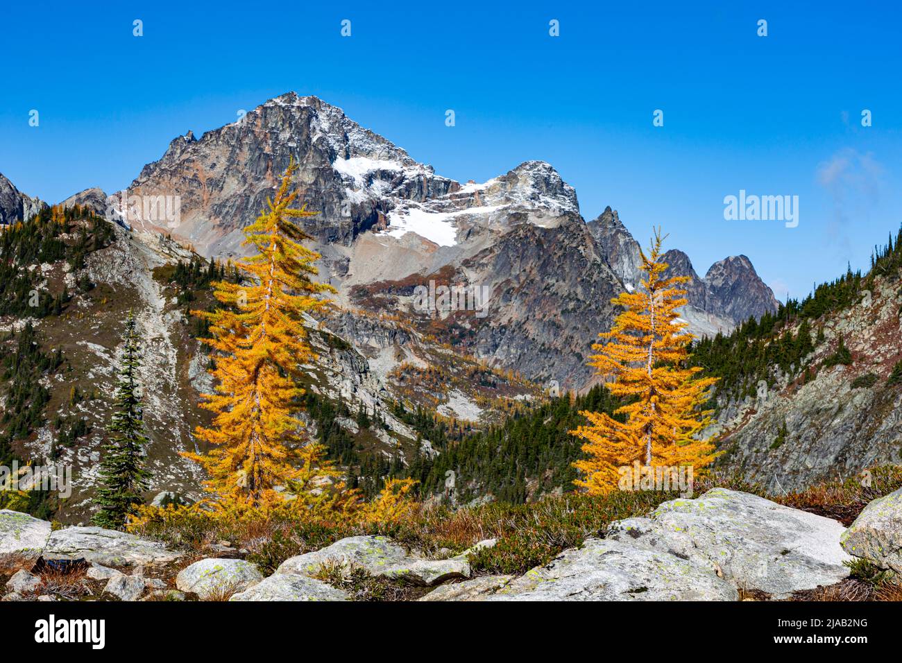 WA21613-00...WASHINGTON - mélèze alpin en couleur d'automne à la base du pic noir dans la forêt nationale Okanogan-Wenatchee. Banque D'Images