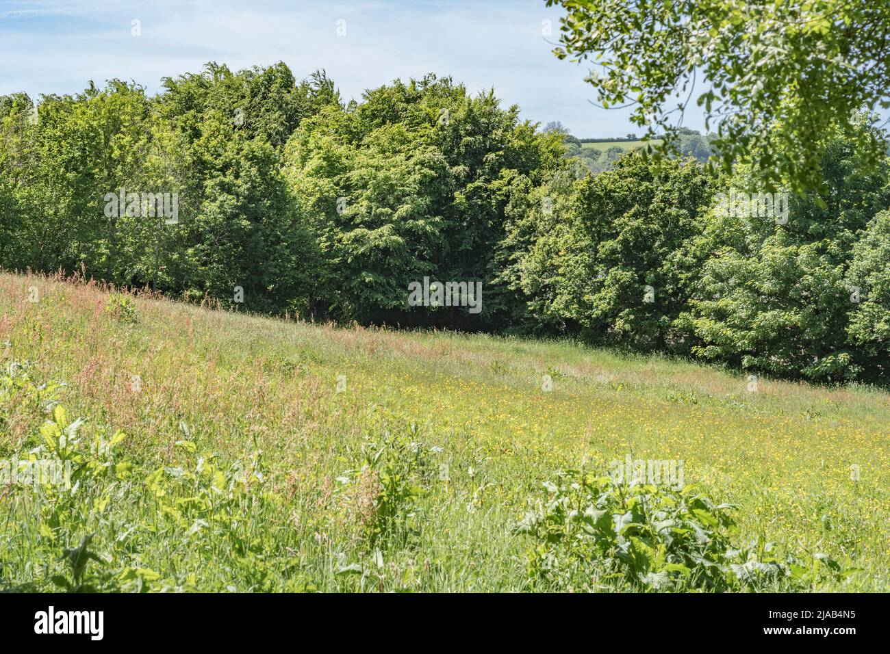 Royaume-Uni champ de pâturage, pâturage ou champ de foin dans le soleil du début de l'été. Concentrez-vous sur la ligne de treeline et l'horizon de l'herbe. Pour l'agriculture et l'agriculture britanniques, les mauvaises herbes agricoles Banque D'Images